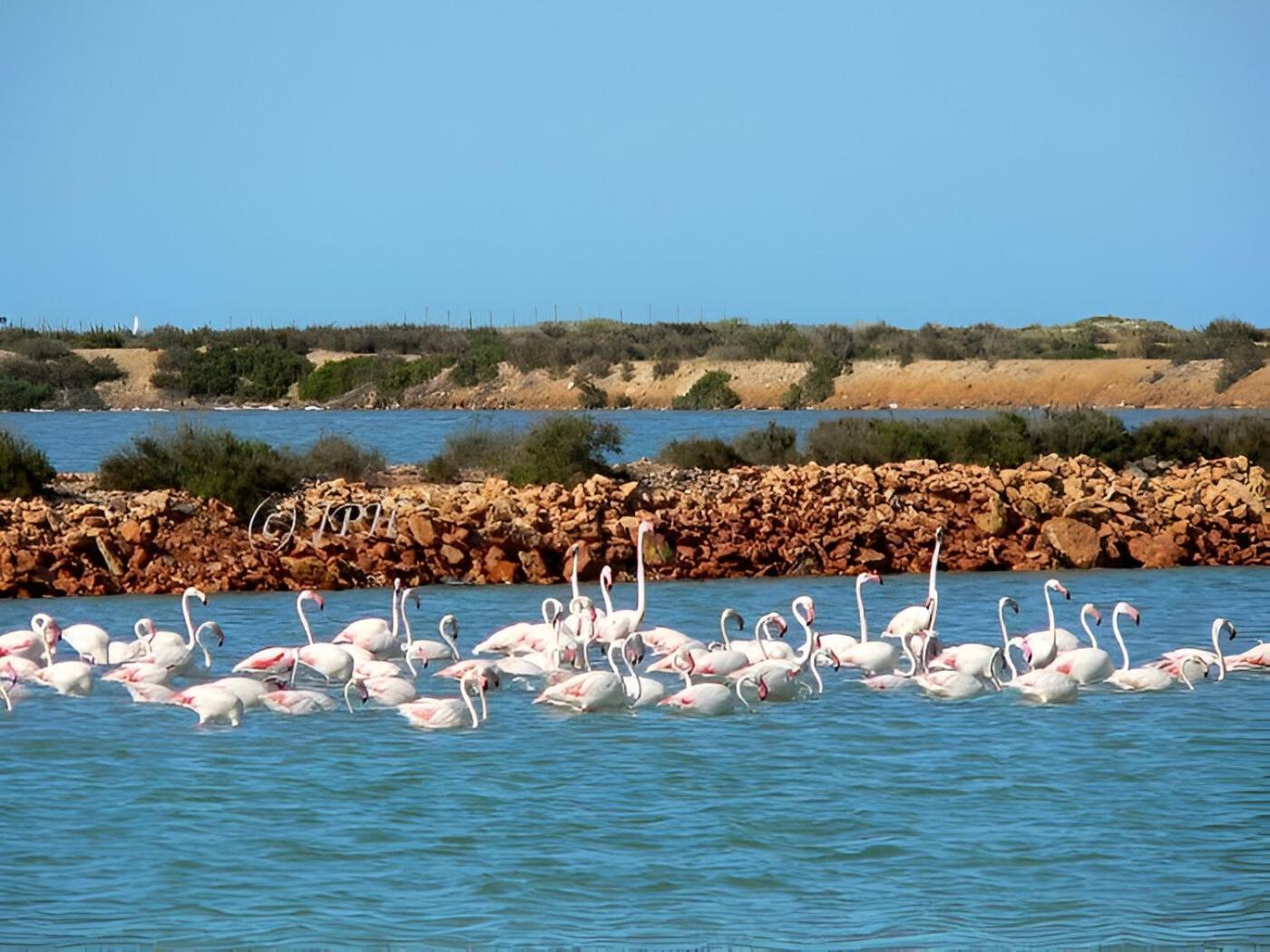 Flamingo Vila Alicante San Pedro del Pinatar Bagian luar foto